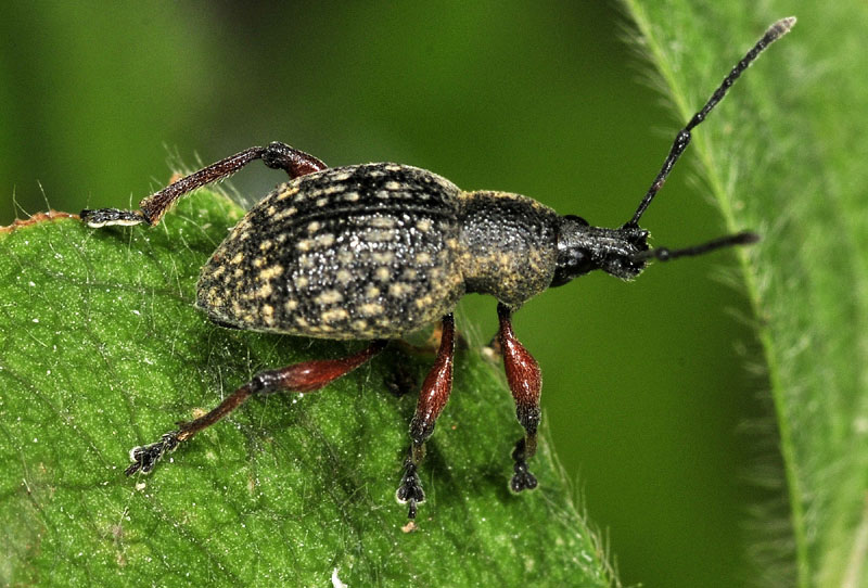 Otiorhynchus armadillo, Curculionidae